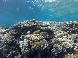 Red sea, egypt, israel, recreation, karall reef, underwater fairy tale, diving, water wealth, fish, nature,