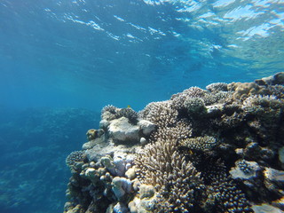 Red sea, egypt, israel, recreation, karall reef, underwater fairy tale, diving, water wealth, fish, nature,
