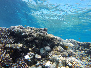 Red sea, egypt, israel, recreation, karall reef, underwater fairy tale, diving, water wealth, fish, nature,