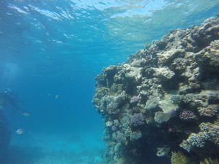 Fototapeta na wymiar Red sea, egypt, israel, recreation, karall reef, underwater fairy tale, diving, water wealth, fish, nature,