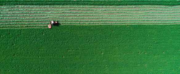 Tractor mowing lucerne - obrazy, fototapety, plakaty