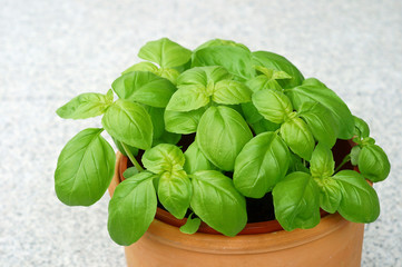 basil - ocimum basilicum