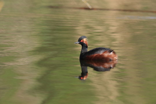 Black-Necked Grebe (Podiceps nigricollis) Baden W&uuml;rttemberg Germany