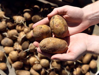 Potatoes in male hands. Autumn harvest