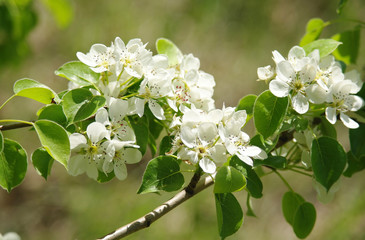 Blooming branch of pear tree in spring