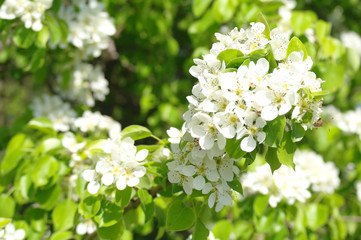 Blooming branch of pear tree in spring