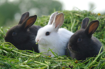 Black and white baby rabbits on green grass