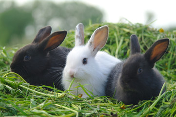 Black and white baby rabbits on green grass