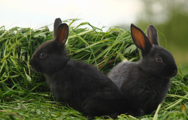 Black rabbits on green grass