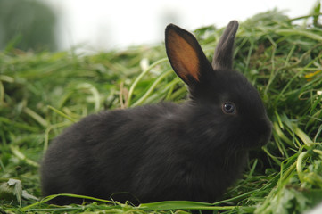 Black rabbit on green grass