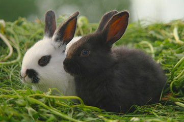 Black and white baby rabbits on green grass