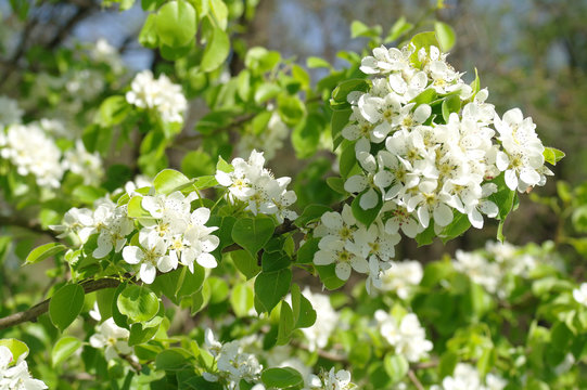 Blooming branch of pear tree in spring