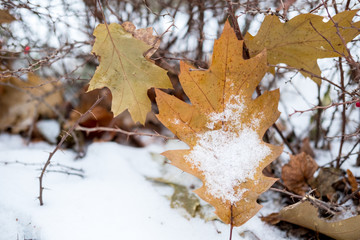 Close up of snow on trees