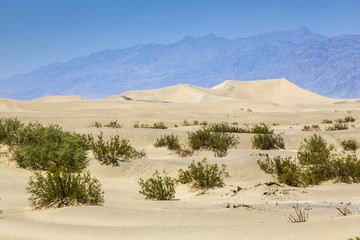 Fototapeta na wymiar dried desert gras in Mesquite Flats Sand Dunes