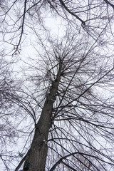 Tree Branch with Sky in background, Winter.