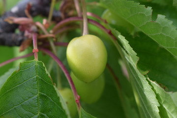 fruit