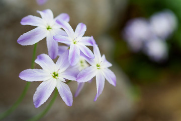 リューココリネの花