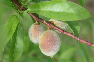 fruit