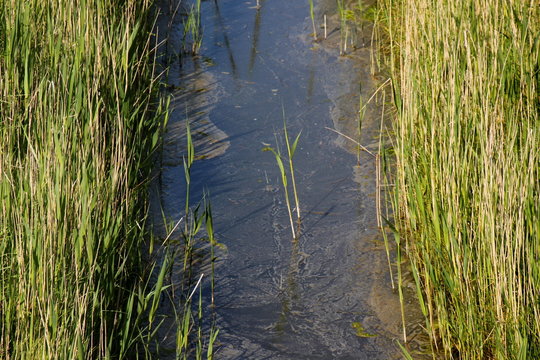 durch Überdüngung in der Landwirtschaft eutrophierter Entwässerungsgraben mit Schilf in den Niederlanden