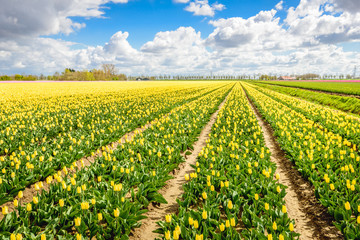 Fototapeta na wymiar Yellow colored tulip fields in the spring season.