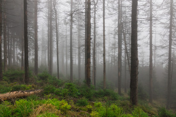 Obraz premium The old and autumn forest in Harz, Germany