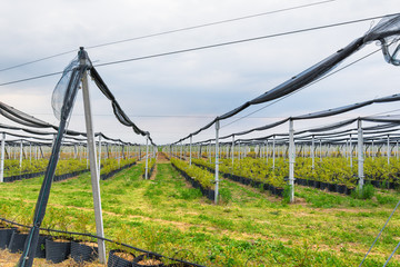 Crops protected from hail with protective net 