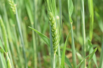  Agricultural plantation