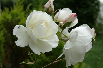 Fototapeta na wymiar Roses blanches