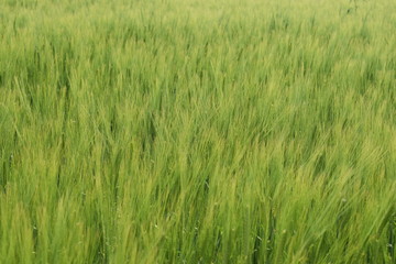  Agricultural plantation