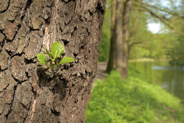frühlingserwachen