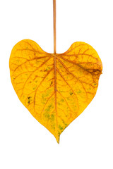 Obraz premium yellow leave in heart shape isolated on white background, clipping path