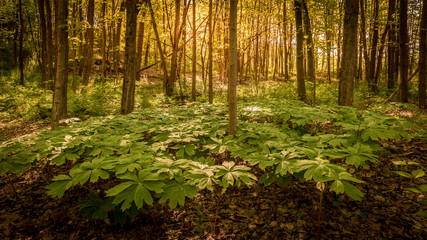 Colony of mayapples on an early spring morning with dew