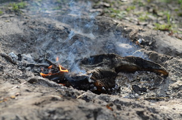 The fire (bonfire, campfire) in the forest
