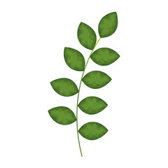 leafs plant decorative icon vector illustration design