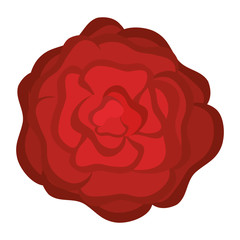 beautiful rose decoration icon vector illustration design
