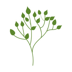 leafs plant decorative icon vector illustration design
