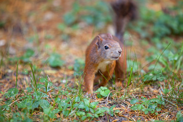 Naklejka na ściany i meble little young squirrel (Sciurus vulgaris) running in the forest