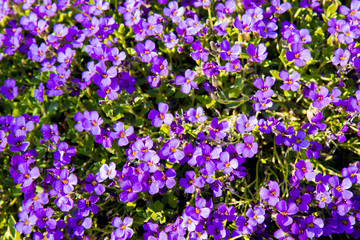 Obraz premium Aubrietien