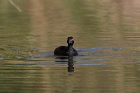 Black-Necked Grebe (Podiceps nigricollis) Baden W&uuml;rttemberg Germany