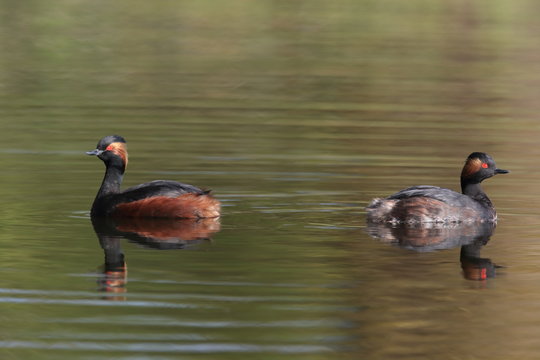Black-Necked Grebe (Podiceps nigricollis) Baden W&uuml;rttemberg Germany