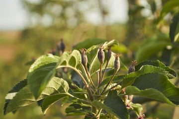 Blossoming apple trees in Lancaster County, Pennsylvania, USA