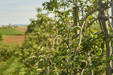 Fototapeta na wymiar Blossoming apple trees in Lancaster County, Pennsylvania, USA