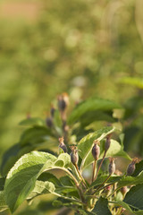 Blossoming apple trees in Lancaster County, Pennsylvania, USA