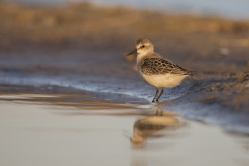 Least Sandpiper in spring