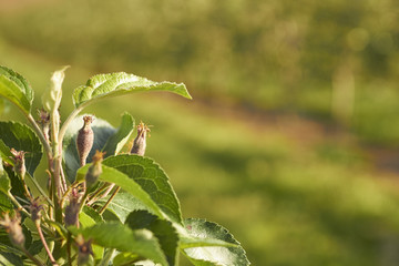Blossoming apple trees in Lancaster County, Pennsylvania, USA