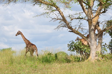 Safari and Nile River Cruise Animals and Wildlife