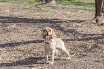 Obraz premium English Cocker Spaniel