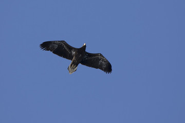 young Steller's sea eagle flying over Avacha Bay on a sunny winter day
