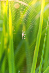 Spider on net closeup whit blurry background.