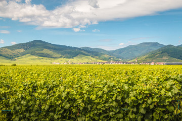 Fototapeta na wymiar Vineyards in Alsace France